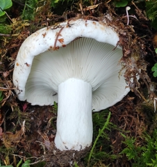 Russula delica