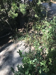 Scrophularia lanceolata