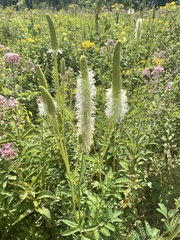 Sanguisorba canadensis