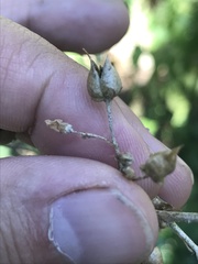 Scrophularia lanceolata