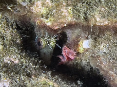 Parablennius incognitus