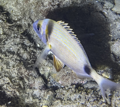 Diplodus vulgaris