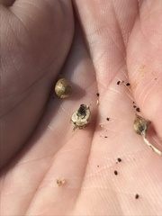 Scrophularia lanceolata