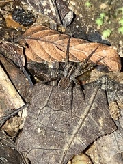 Tigrosa georgicola