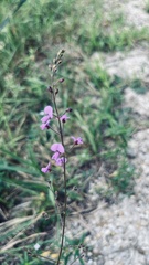 Desmodium ciliare