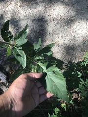 Scrophularia lanceolata