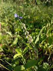Polygala comosa