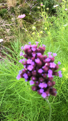 Verbena bonariensis