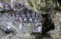 Parablennius gattorugine