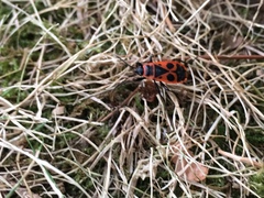 Pyrrhocoris apterus