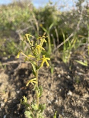 Lyperia