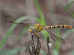 Erpetogomphus designatus