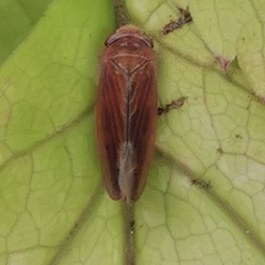 Idiodonus cruentatus
