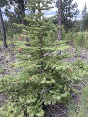 Picea engelmannii