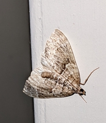 Xanthorhoe ferrugata