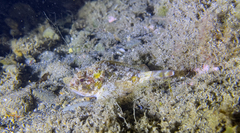 Scorpaena porcus