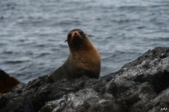 Arctocephalus galapagoensis
