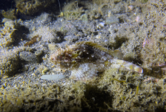 Scorpaena porcus