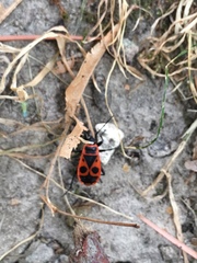 Pyrrhocoris apterus