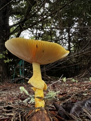 Amanita jacksonii