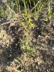 Lyperia