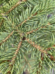 Picea engelmannii
