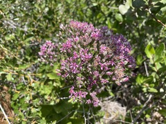 Acourtia microcephala