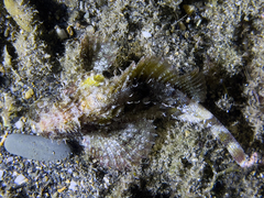 Scorpaena porcus