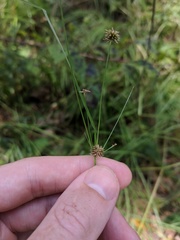 Cyperus retrorsus
