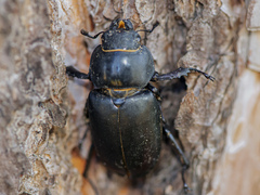 Lucanus cervus