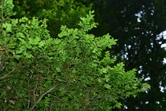 Ilex hayataiana