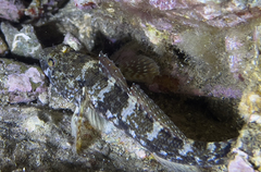 Gobius paganellus