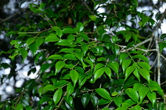 Ilex hayataiana
