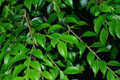 Ilex hayataiana