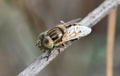 Eristalinus megacephalus