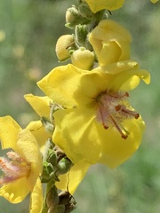 Verbascum sinuatum