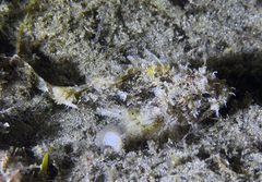 Scorpaena porcus