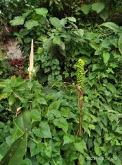 Amorphophallus variabilis