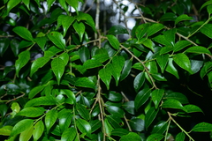 Ilex hayataiana