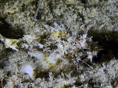 Scorpaena porcus