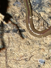 Amynthas corticis