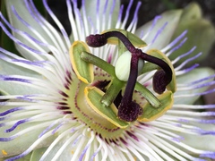 Passiflora caerulea