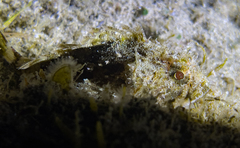 Scorpaena porcus