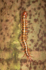 Scolopendra subspinipes