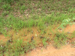 Kellochloa brachyantha