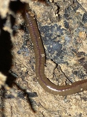 Amynthas corticis