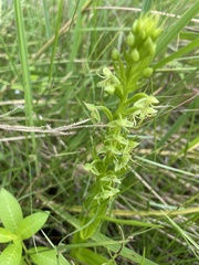 Habenaria repens