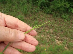 Kellochloa brachyantha