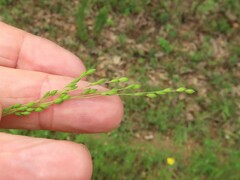 Kellochloa brachyantha