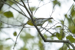 Vireo flavifrons